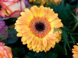 IMG_7824.jpg