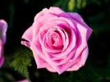 IMG_7848.jpg