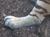 IMG_9168.CR2