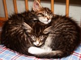 IMG_6559.jpg
