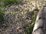 IMG_1279.CR2