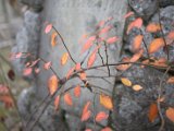 IMG_8966.CR2