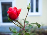 Foto114.jpg