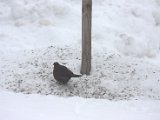 IMG_9577.CR2