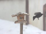 IMG_9598.CR2