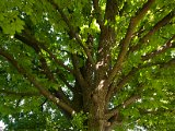 IMG_3318.jpg