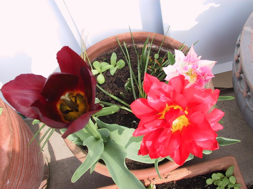 2002 04 22 Img_7458
