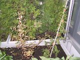 2002 04 19 Img_7324.JPG