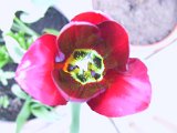 2002 04 22 Img_7454.JPG