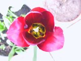 2002 04 22 Img_7455.JPG