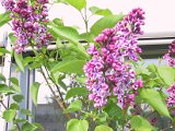 2002 04 23 Img_7495.JPG