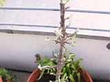 2002 04 23 Img_7498.JPG