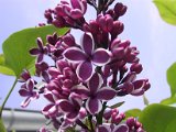 2002 04 23 Img_7503.JPG
