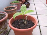 2002 04 27 Img_7697.JPG