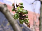 IMG_9745.JPG