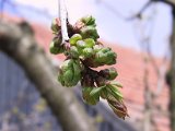 IMG_9746.JPG