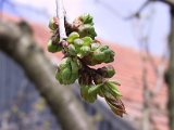 IMG_9747.JPG