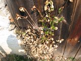 IMG_6170.JPG