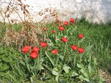 IMG_6286.JPG