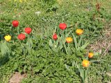 IMG_6288.JPG