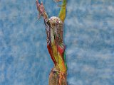 IMG_3853.JPG