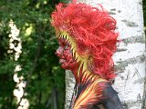 IMG_4612.JPG