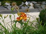 IMG_5385.JPG