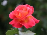 IMG_2914.JPG