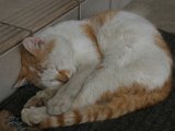 IMG_3978.JPG