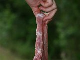 IMG_1884.JPG