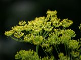 IMG_2036.JPG