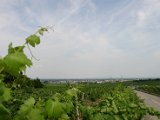 IMG_4884.JPG