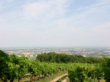 IMG_4896.JPG