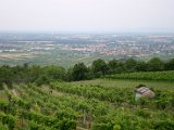 IMG_5126.JPG