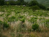 IMG_5162.JPG