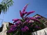 IMG_7264.JPG
