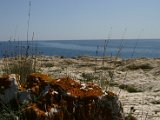 IMG_7295.JPG