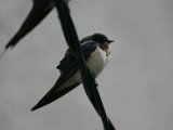IMG_7448.JPG