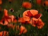 IMG_1726 small.jpg