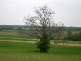 Hautzendorf2006 007.JPG