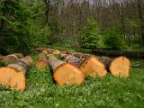 Hautzendorf2006 027.JPG