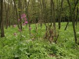 Hautzendorf2006 085.JPG