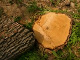 Hautzendorf2006 087.JPG
