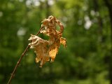Hautzendorf2006 106.JPG