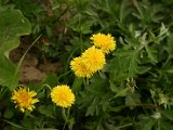 Hautzendorf2006 156.JPG