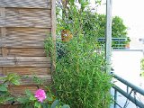 IMG_0182 Bambus.JPG