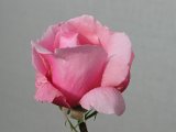 IMG_0206.JPG