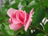 IMG_0207.JPG
