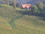IMG_6550.CR2