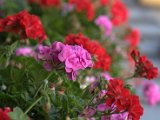 IMG_6611.CR2